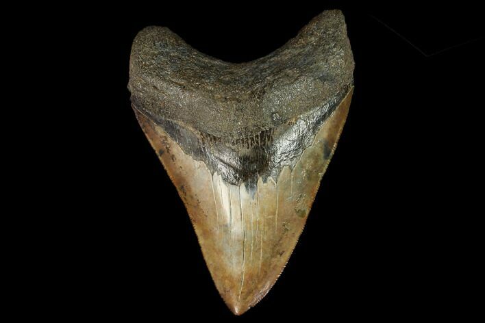 4.56" Fossil Megalodon Tooth - Georgia